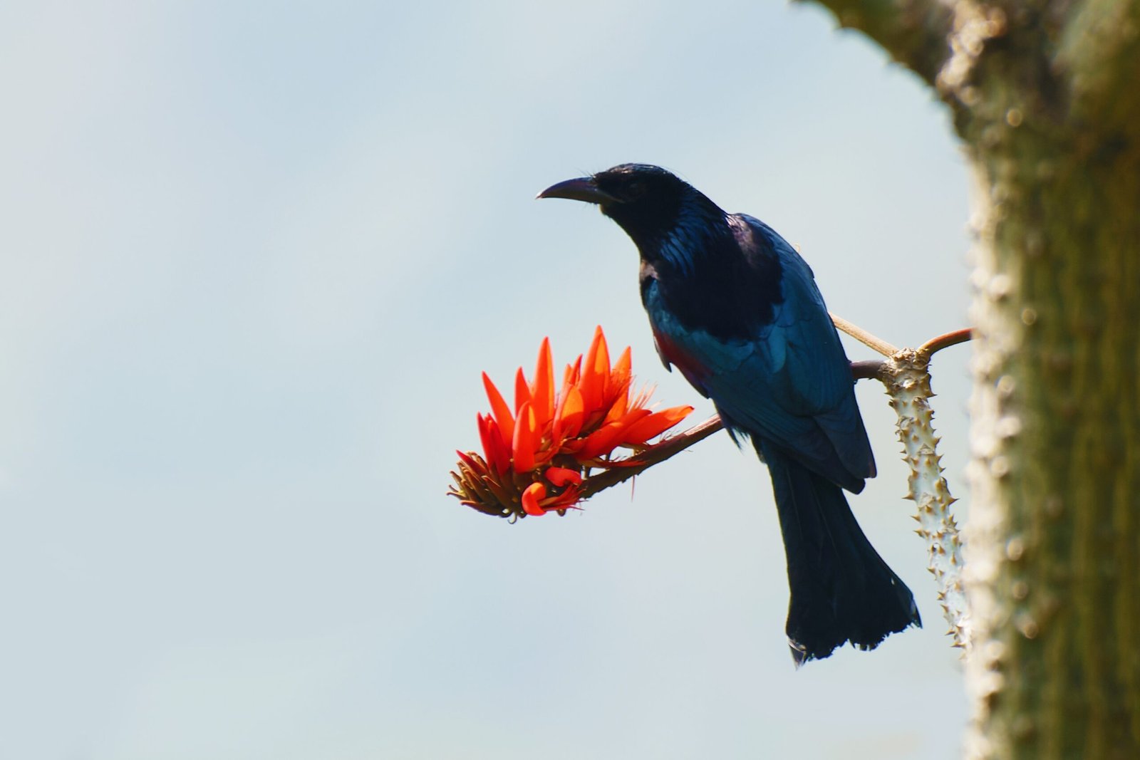 Embracing the Unexpected (image credits: wikimedia)