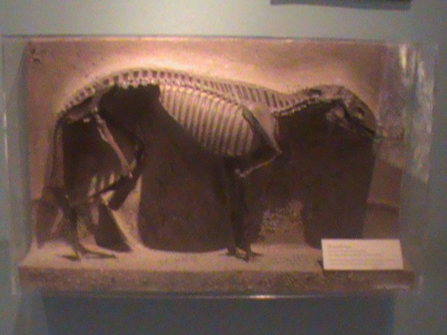 Ancient Horses: The Tiny Ancestors of Today’s Stallions (image credits: wikimedia)