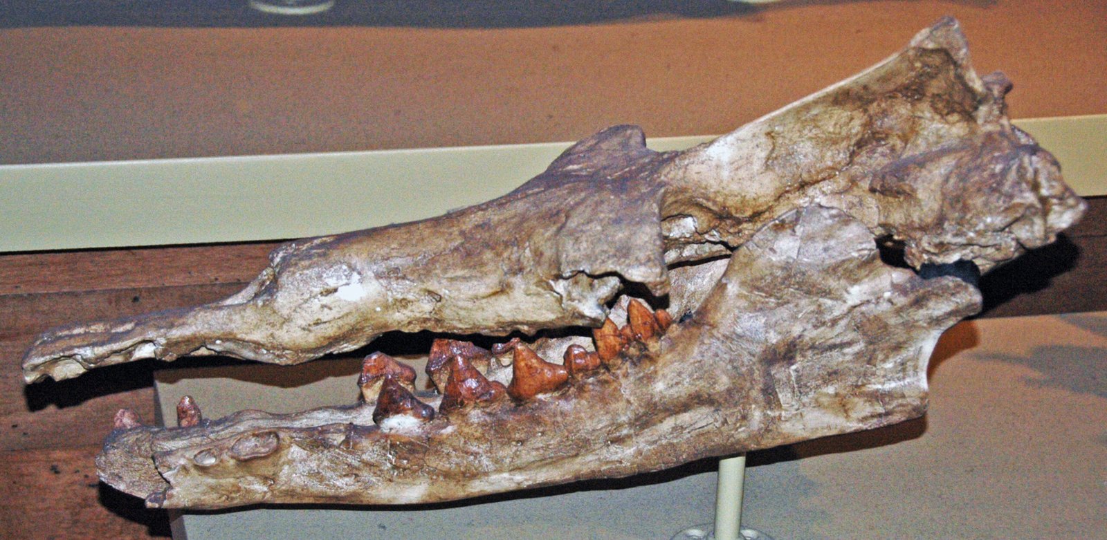 Ancient Camels: Survivors of a Lost World (image credits: wikimedia)
