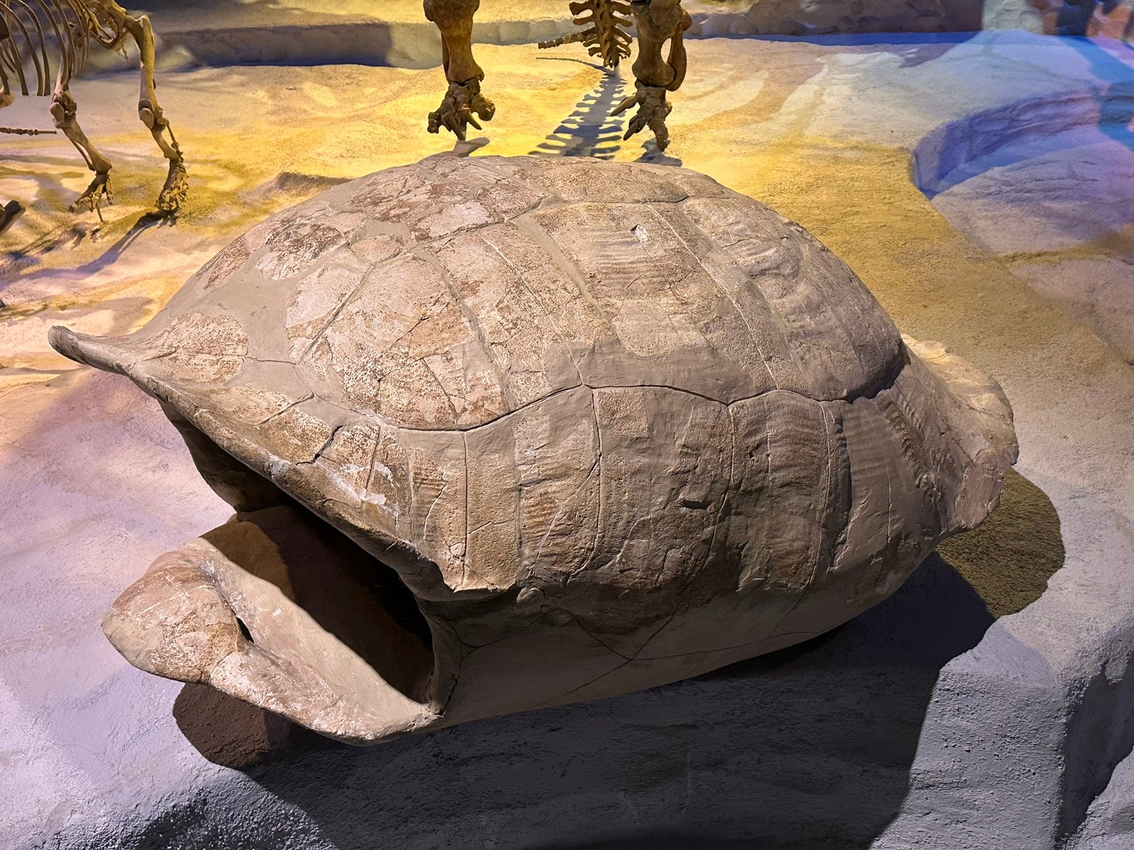 Giant Tortoises: Slow-Moving Survivors (image credits: wikimedia)