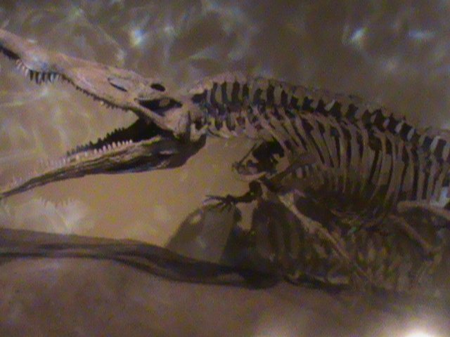 Ancient Crocodilians: Predators of the Waterways (image credits: wikimedia)