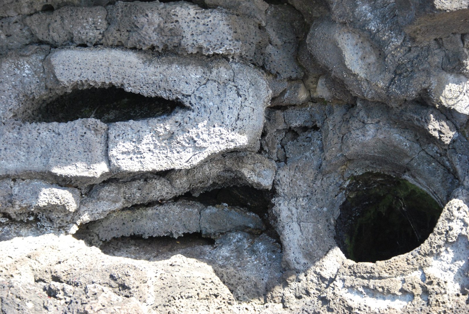 Rare Fossil Plants: The Lost Forests of the Badlands (image credits: wikimedia)