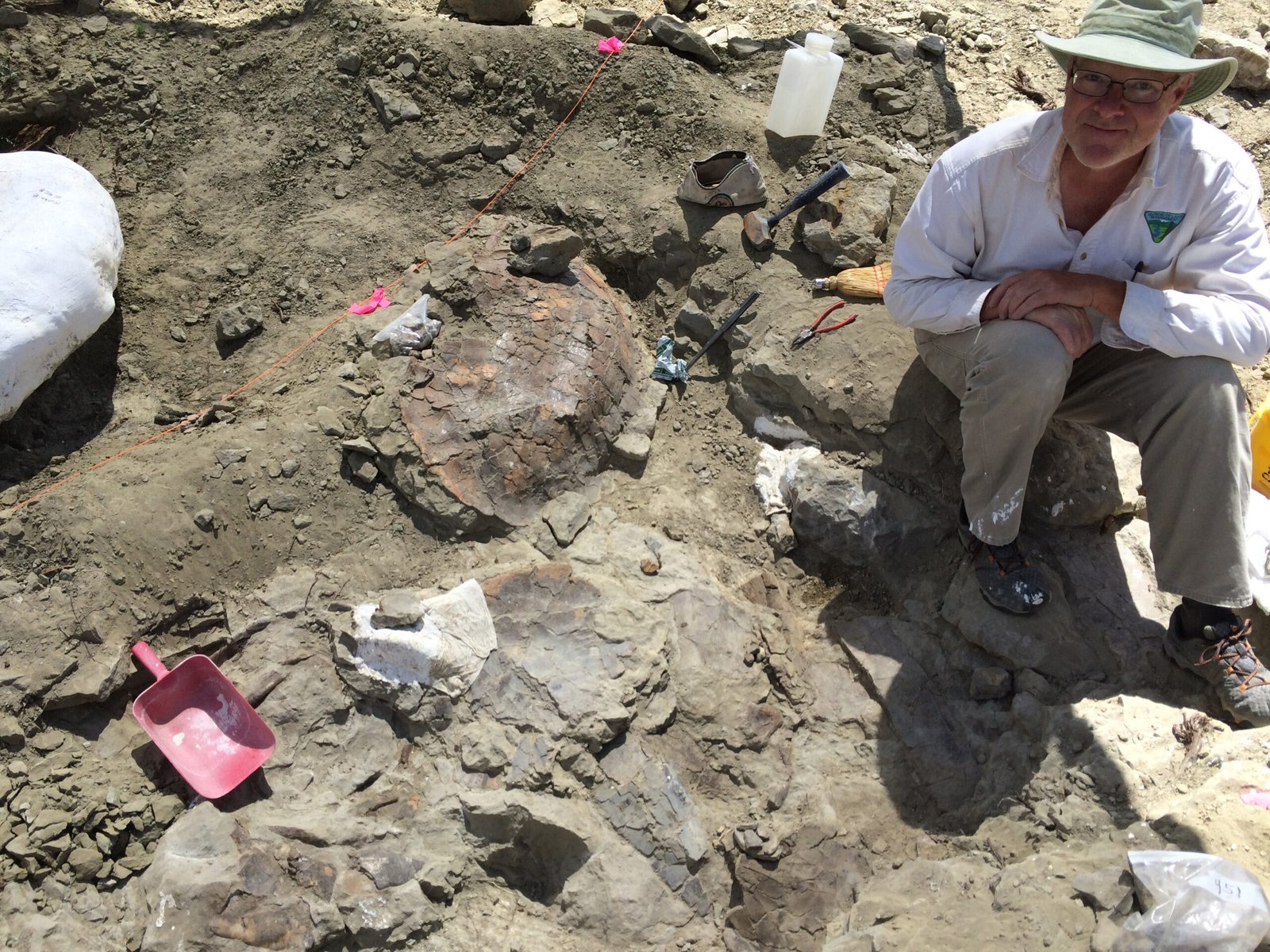 Modern Discoveries: New Fossils, New Stories (image credits: wikimedia)