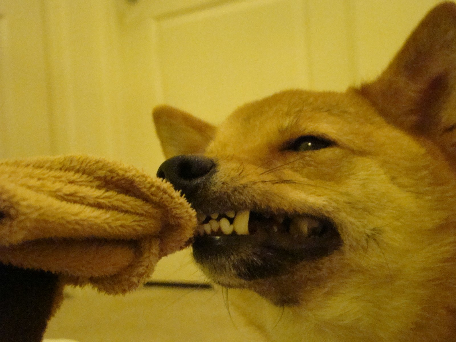 Social Skills and Solo Play: Balancing Independence and Interaction (image credits: wikimedia)