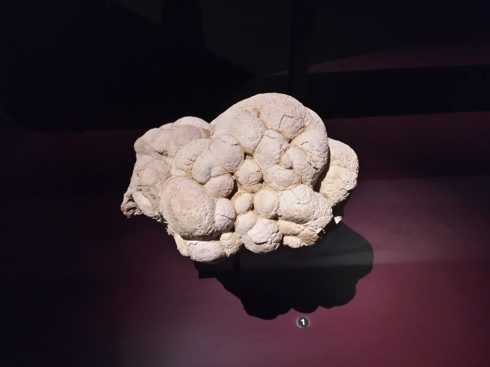 How Stromatolites Changed Earth’s Atmosphere (image credits: wikimedia)