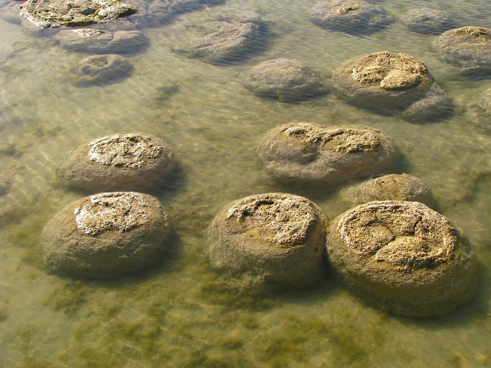 How Do Stromatolites Grow? (image credits: wikimedia)