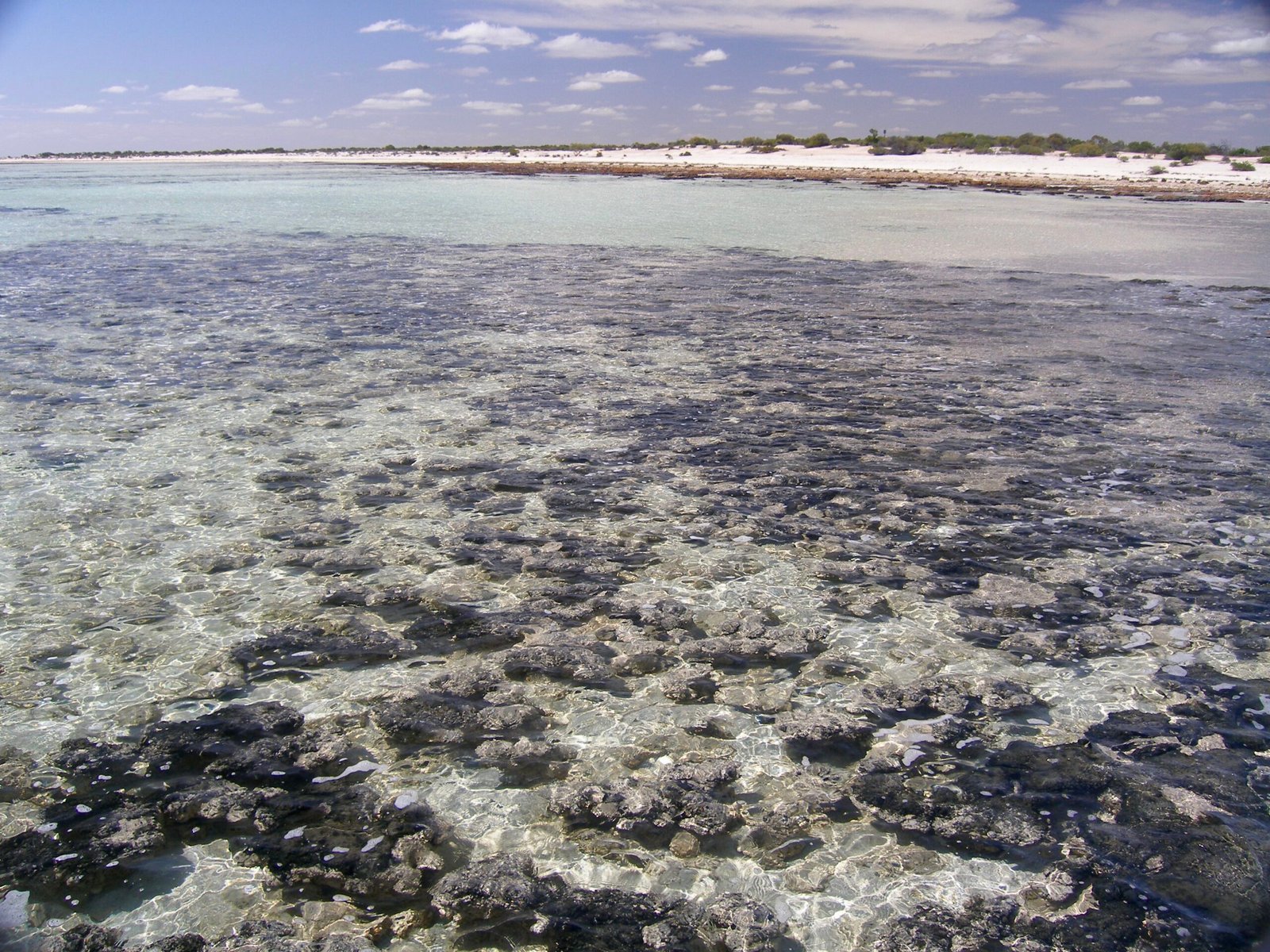 Visiting Shark Bay: A Journey Through Time (image credits: wikimedia)
