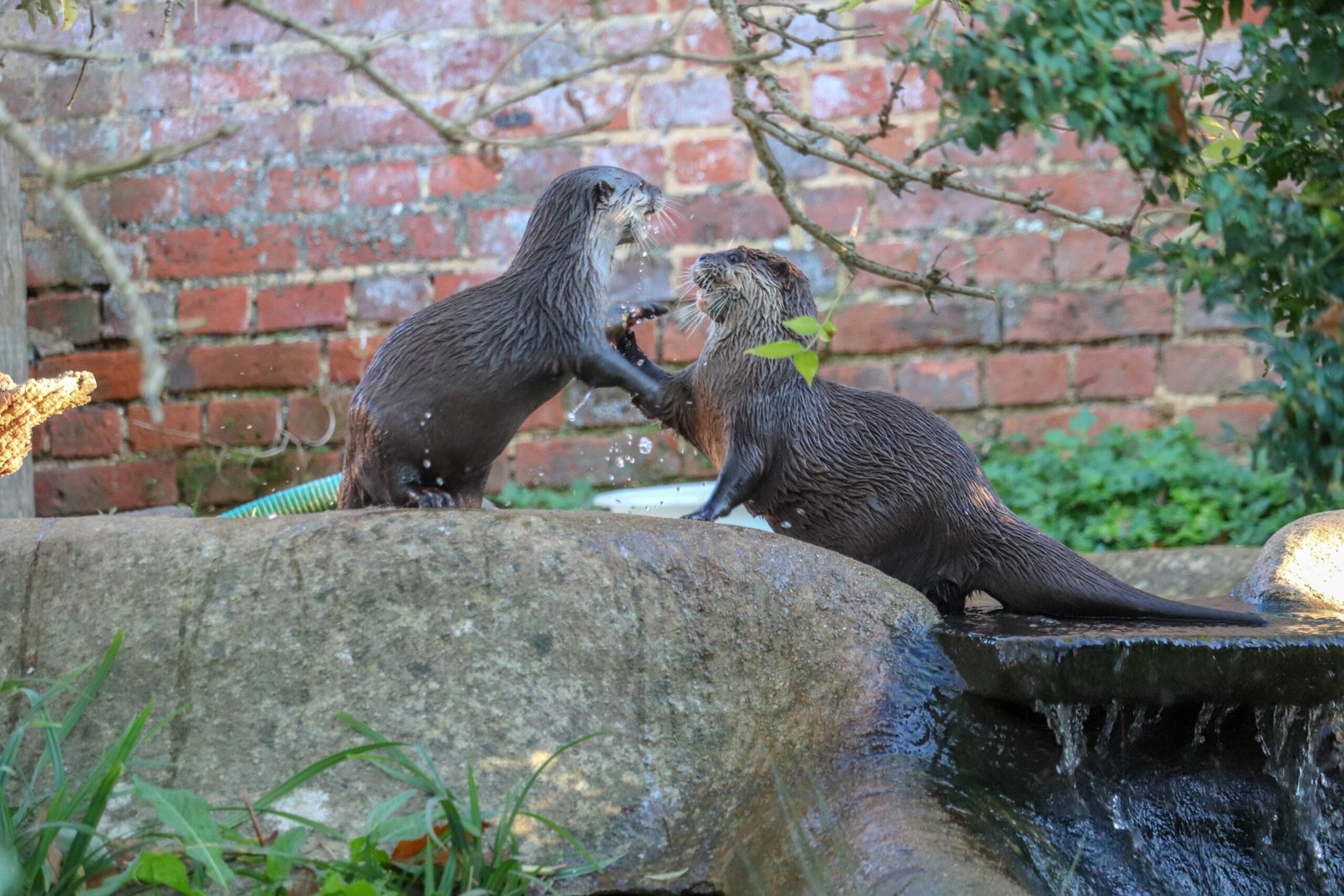 Gang Wars: When Otter Clans Clash (image credits: wikimedia)