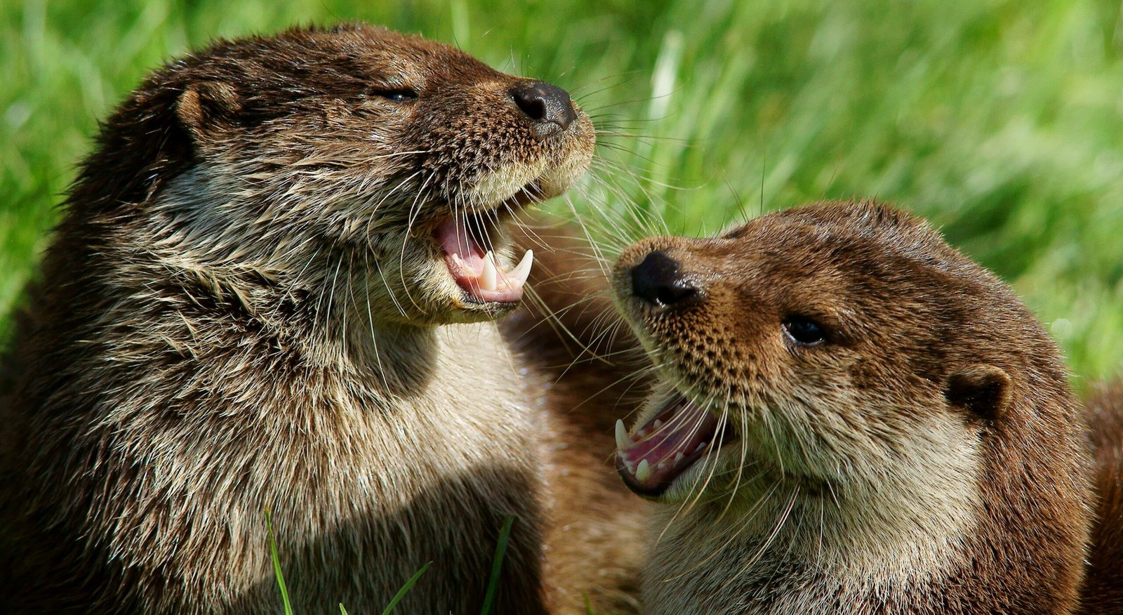 The Rise of Otter Politics: Power Plays and Alliances (image credits: wikimedia)