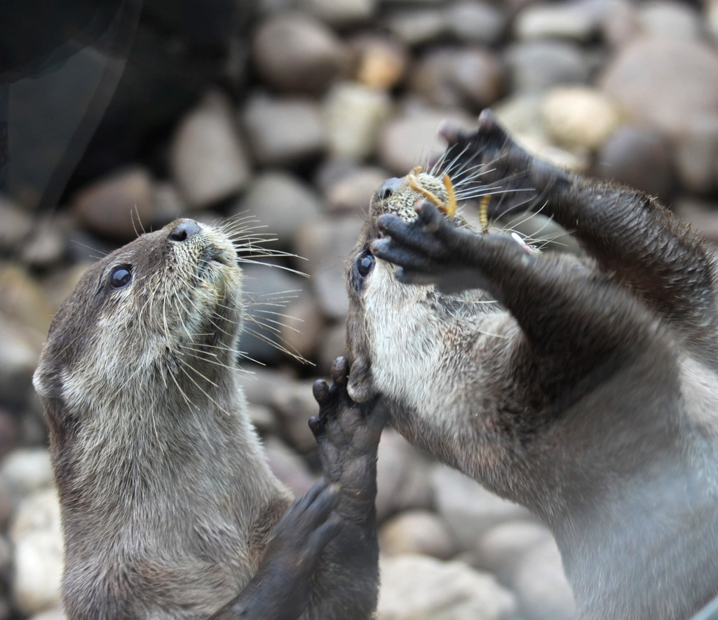 Ecological Impacts: Otters as Urban Ecosystem Engineers (image credits: rawpixel)