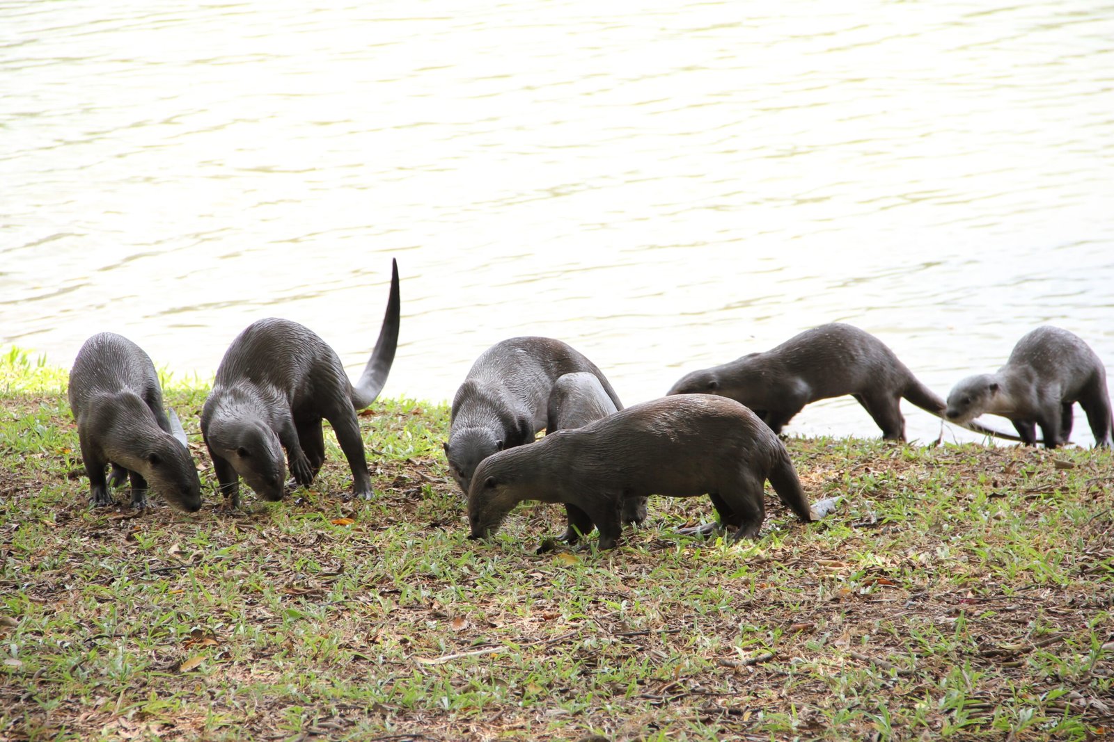 Learning from the Otters: Lessons in Adaptability (image credits: wikimedia)