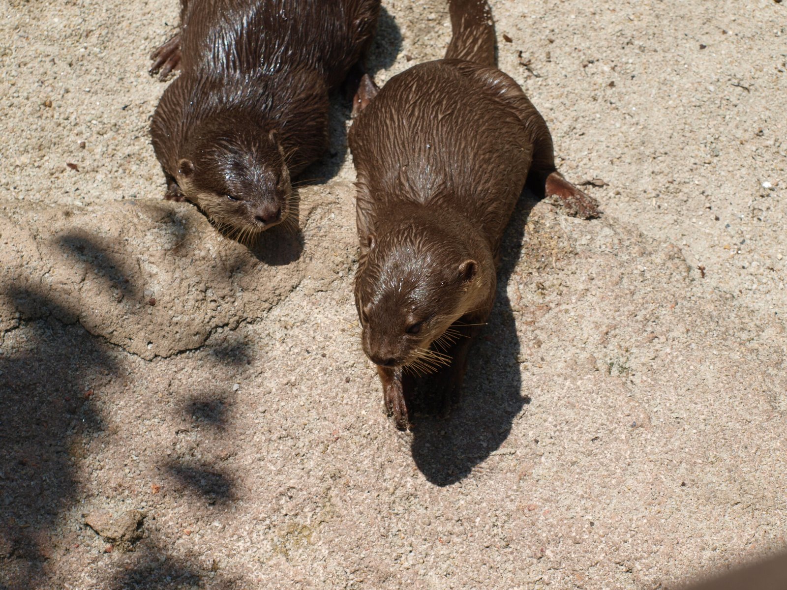 International Attention: Putting Singapore’s Otters on the Map (image credits: wikimedia)