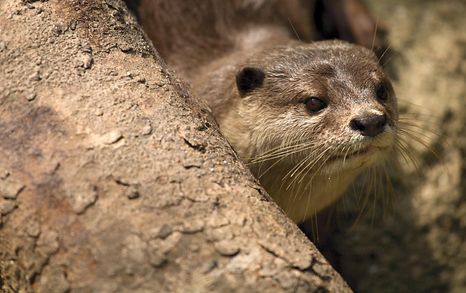 The Unpredictable Future: What’s Next for Singapore’s Otters? (image credits: wikimedia)