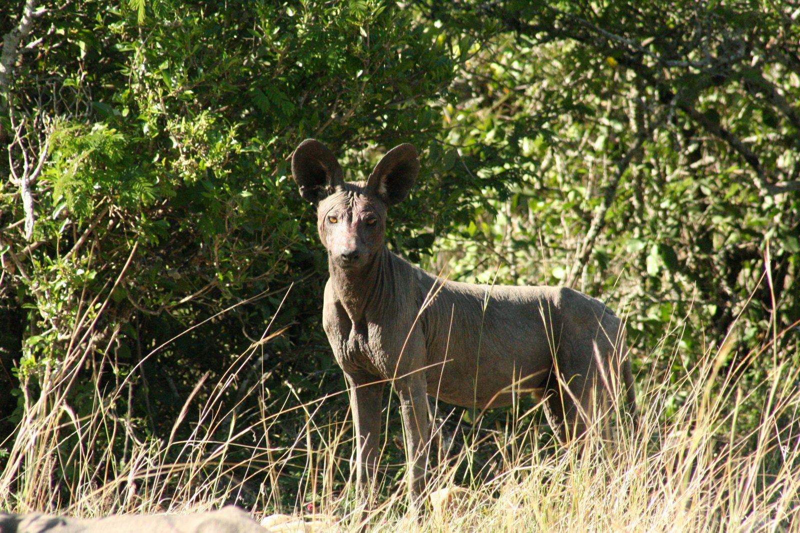 Canine Culprits: Science Steps In (image credits: wikimedia)