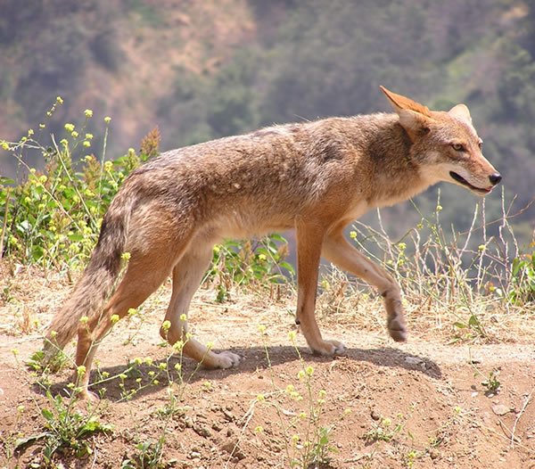 Livestock Attacks: Nature, Not the Supernatural (image credits: wikimedia)