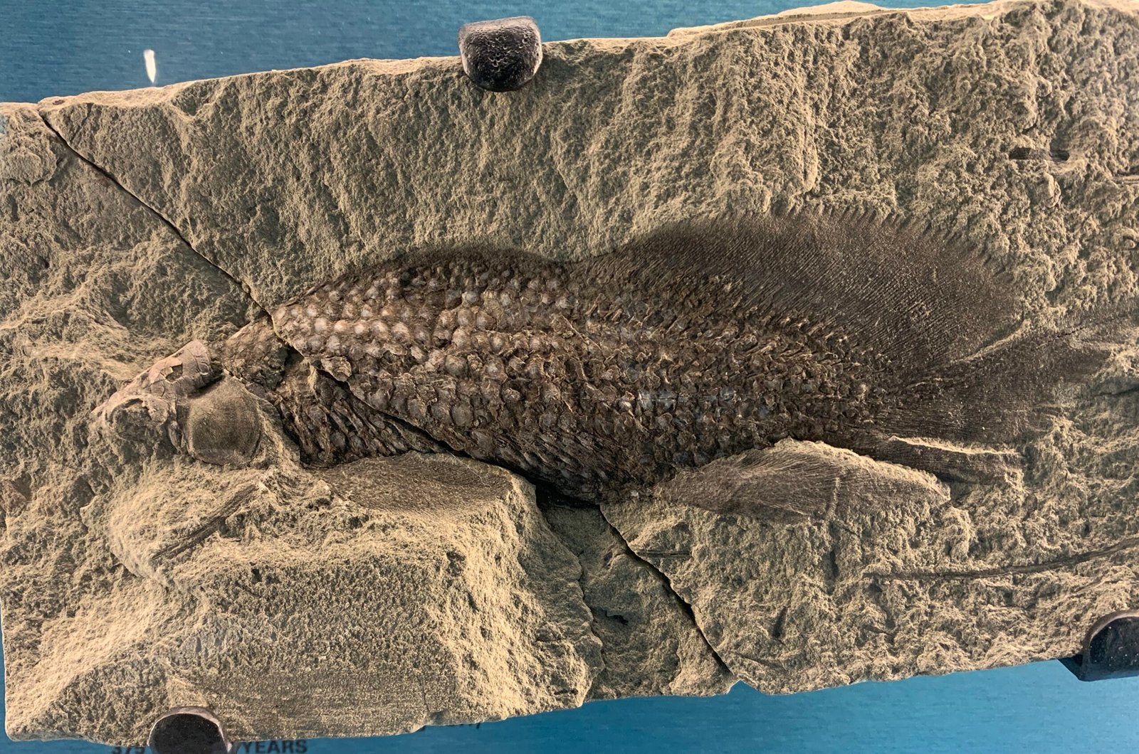 The Ancient Origins of Lungfish (image credits: wikimedia)