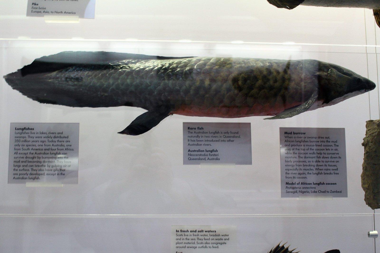 The Australian Lungfish: A Unique Exception (image credits: wikimedia)