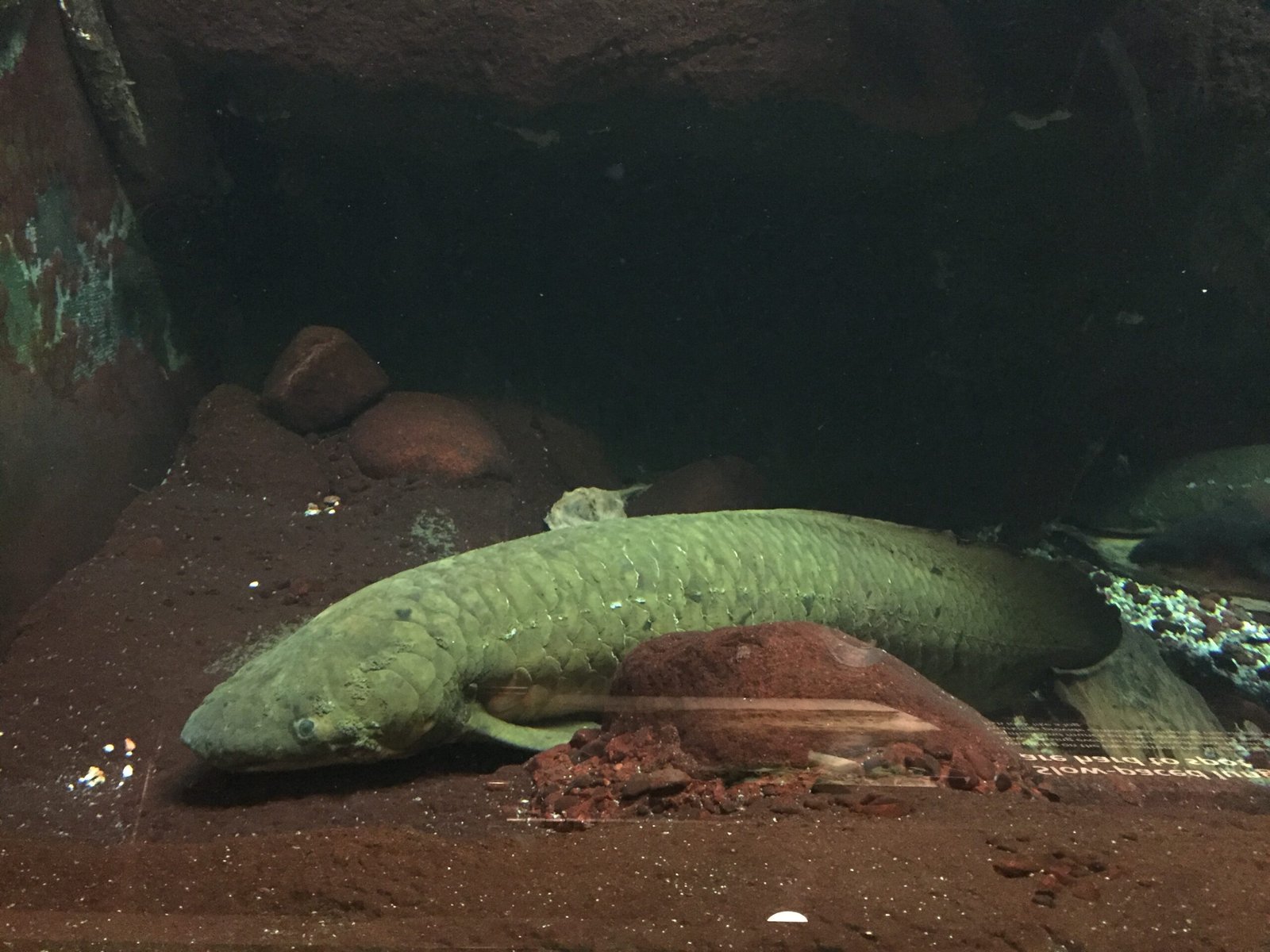 The Lungfish Diet: Not Picky Eaters (image credits: wikimedia)