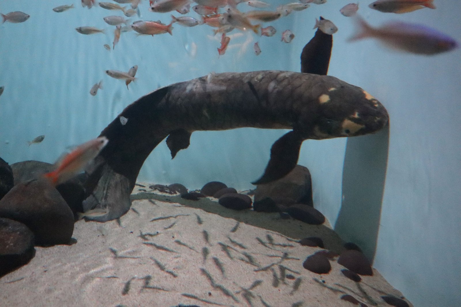 Reproduction: Life in the Mud (image credits: wikimedia)