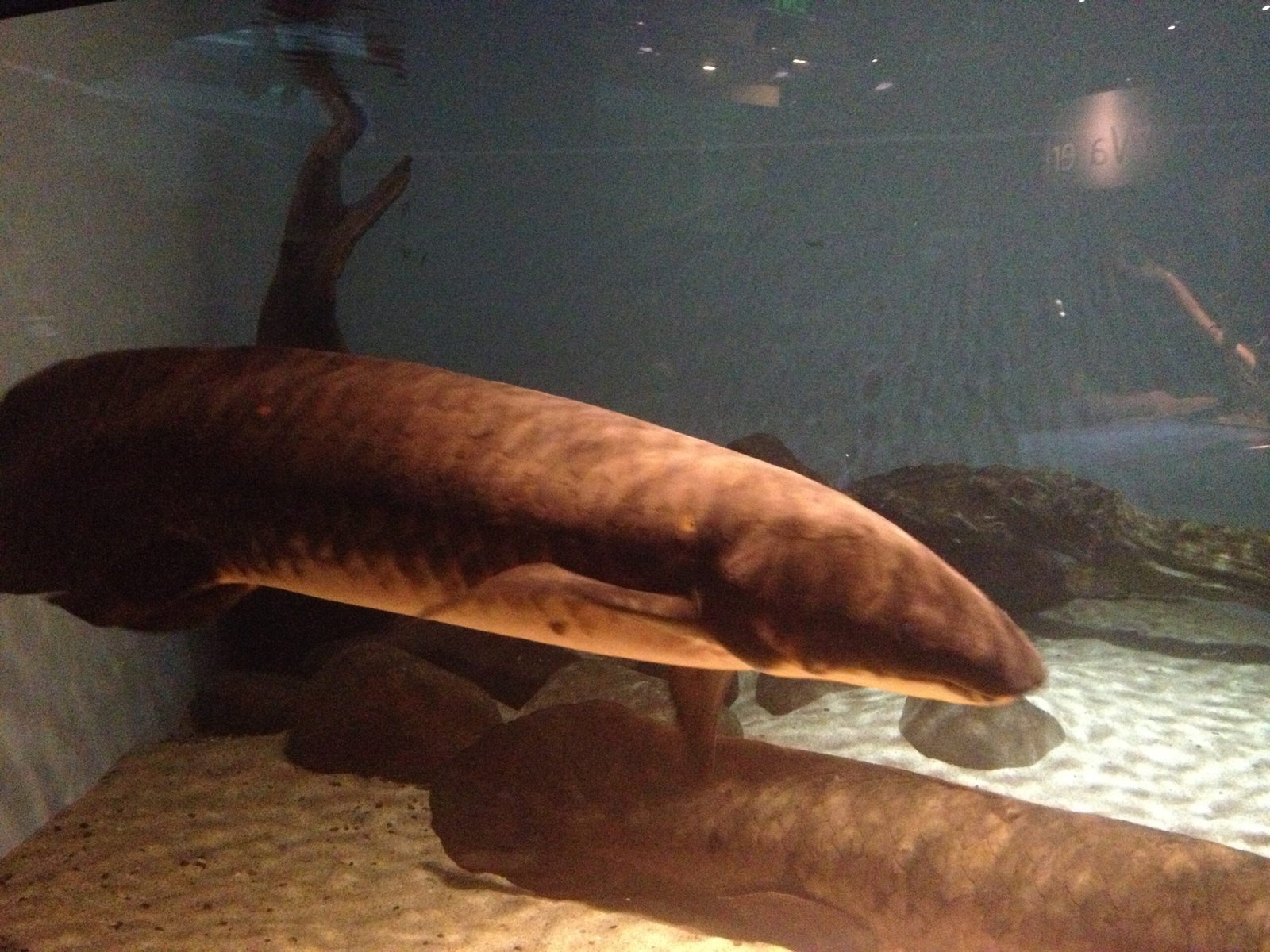 The Mystery of Long-Term Survival (image credits: wikimedia)