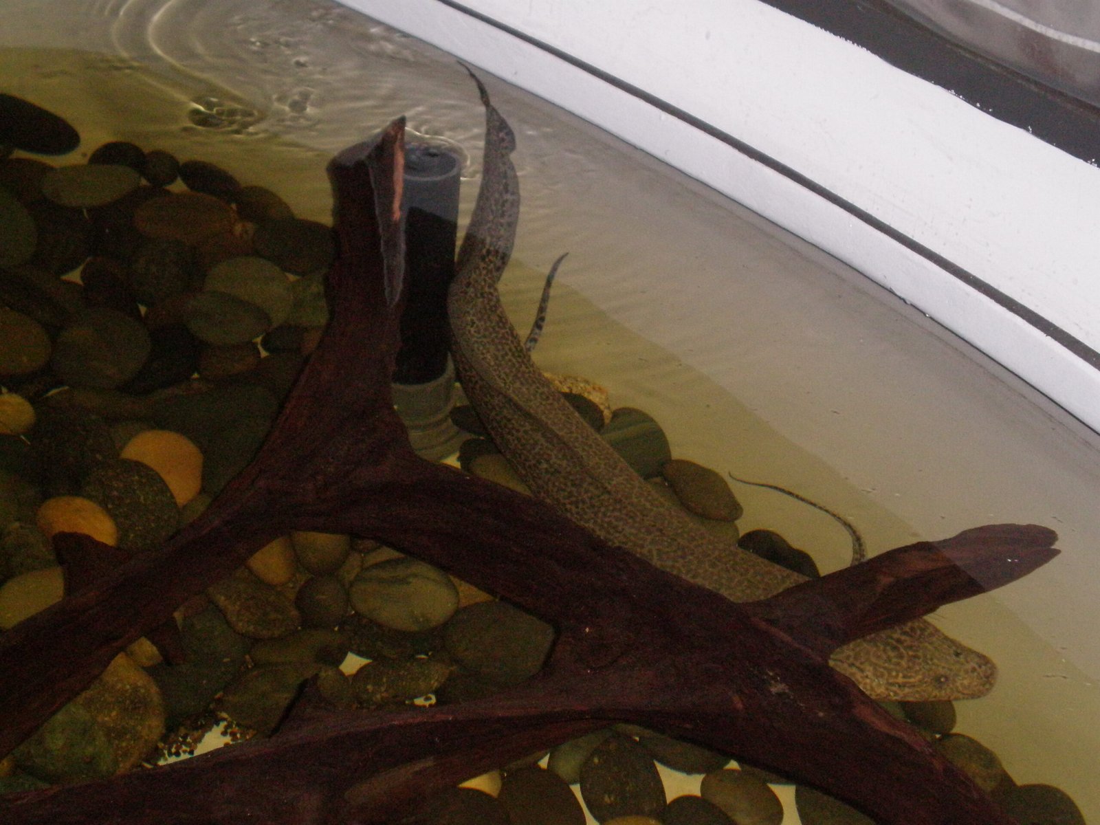 Lungfish in Modern Science and Medicine (image credits: wikimedia)
