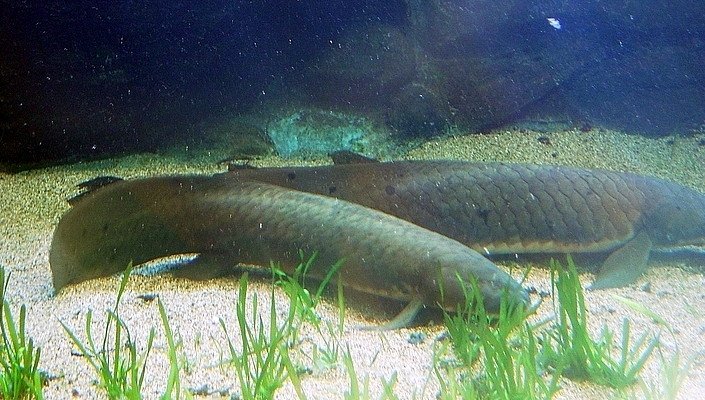 Threats and Conservation Efforts (image credits: wikimedia)