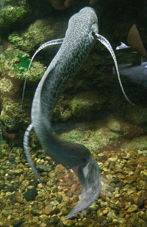 Lungfish in Myth and Culture (image credits: wikimedia)
