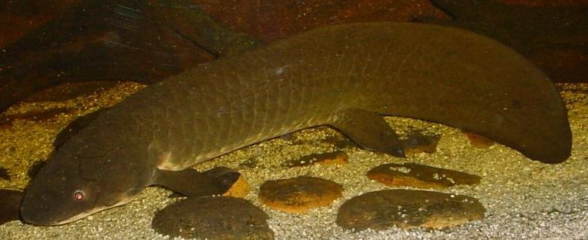 The Future of Lungfish: What Lies Ahead? (image credits: wikimedia)
