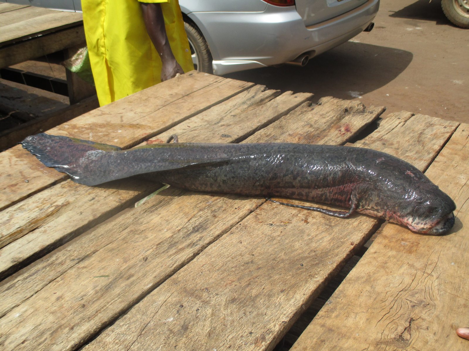 The Fish That Can Survive on Land for Days (Lungfish)