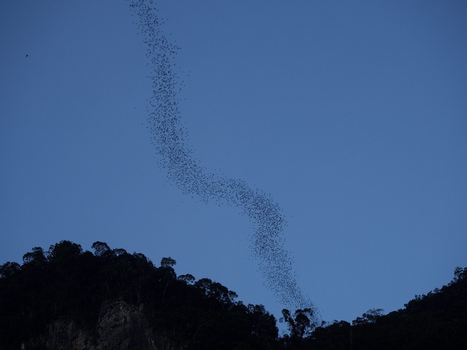 Bats: The Unsung Architects (image credits: wikimedia)