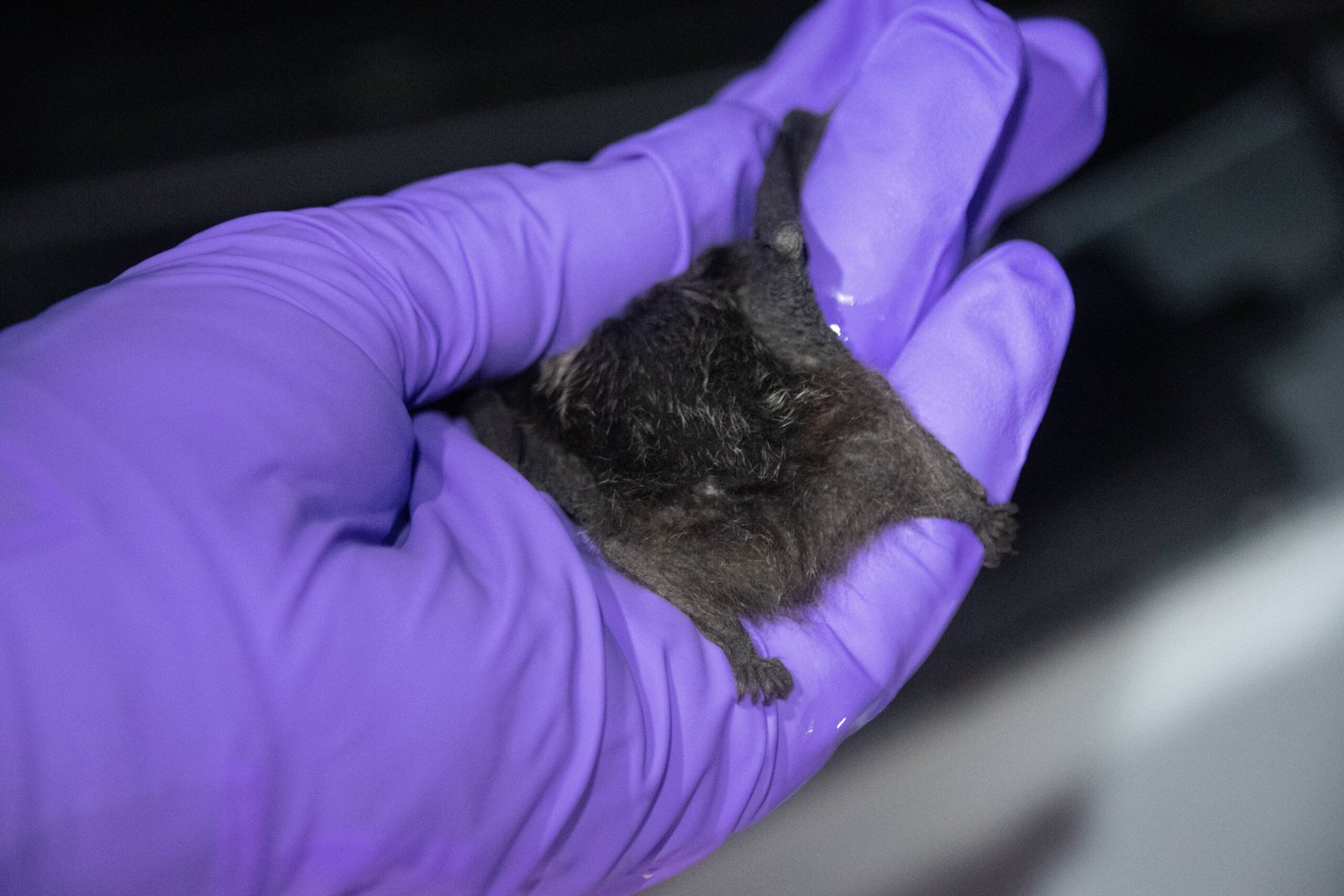 The Role of Bats in Agriculture (image credits: wikimedia)