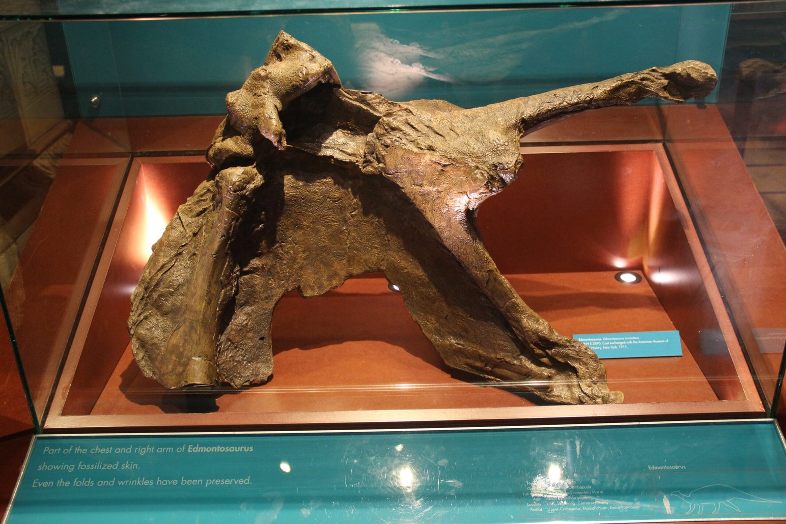 Fossils and Bones: Life Before the Flood (image credits: wikimedia)