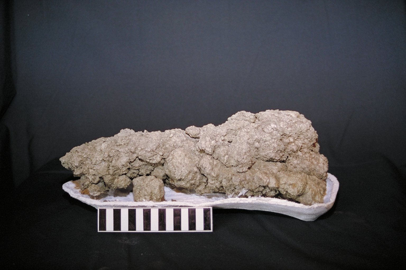 Coprolites: The Fossilized Footprints of Digestion (image credits: wikimedia)