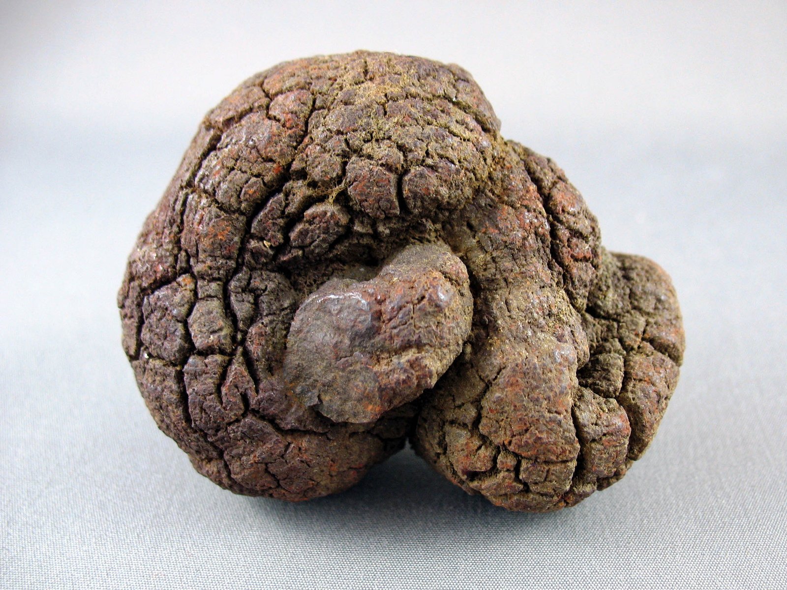 Clues to Ancient Ecosystems (image credits: wikimedia)