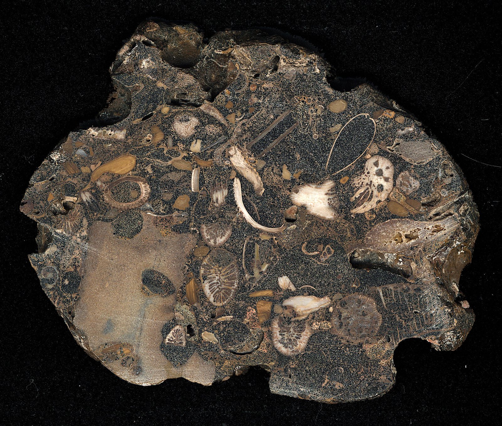 Deep Time and Geological Clues (image credits: wikimedia)