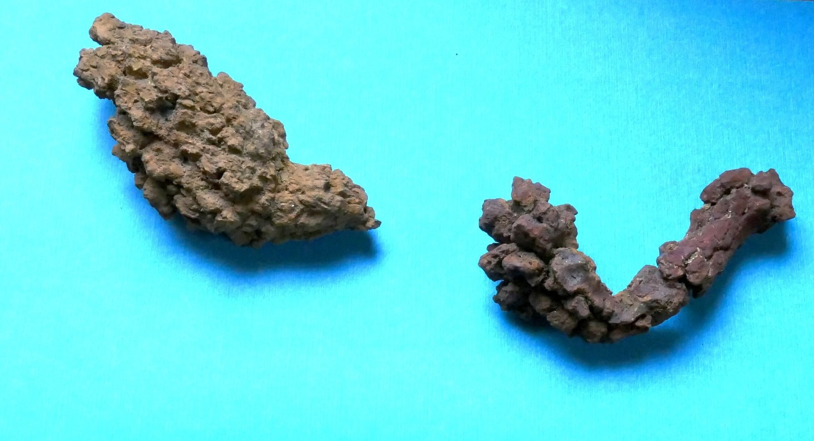 Coprolites and Evolutionary Mysteries (image credits: wikimedia)