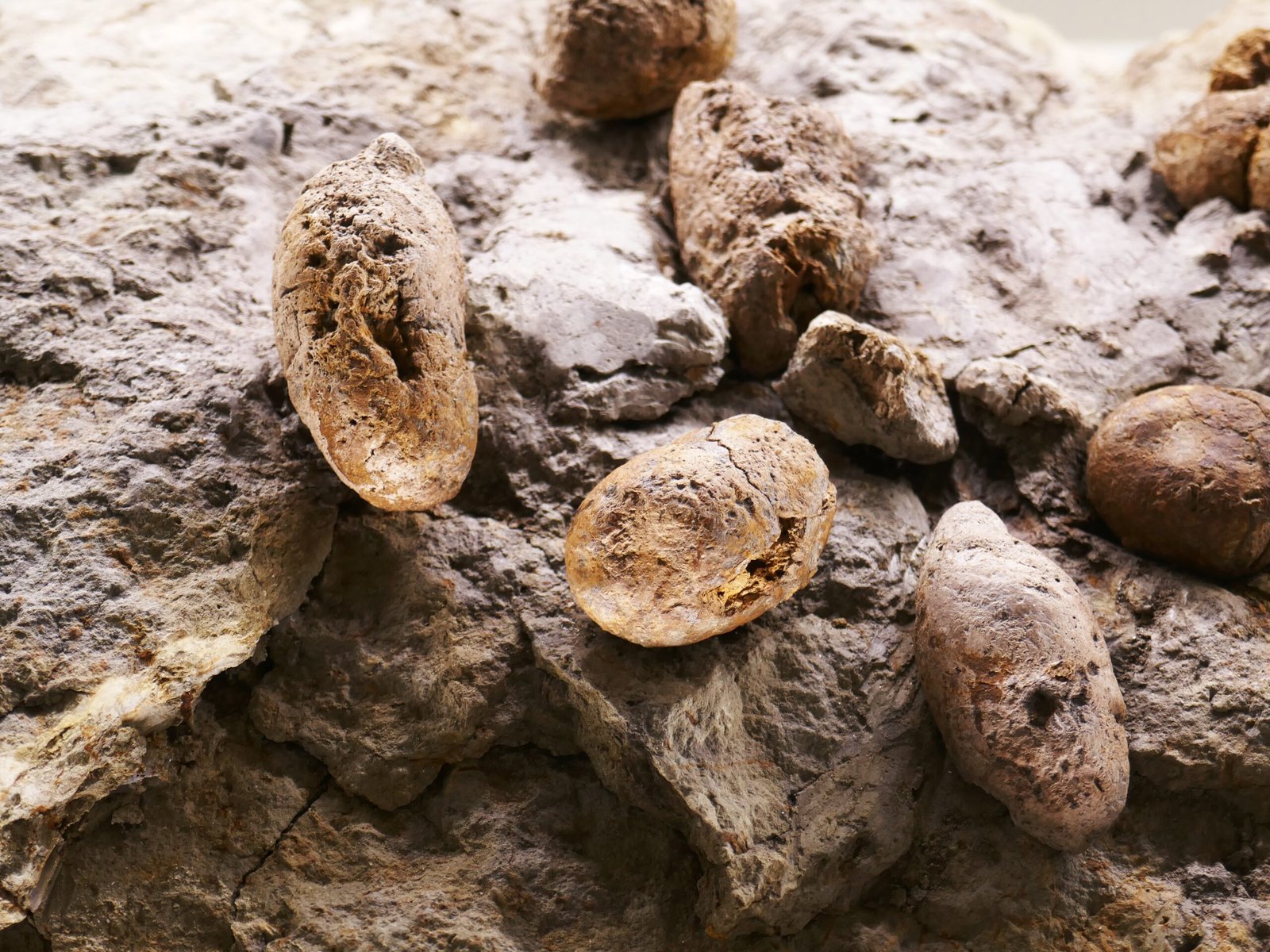 Comparing Dinosaur Dung to Modern Droppings (image credits: wikimedia)