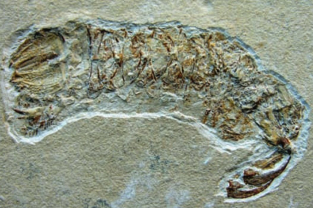 Coprolites in the Lab: Tools and Techniques (image credits: wikimedia)