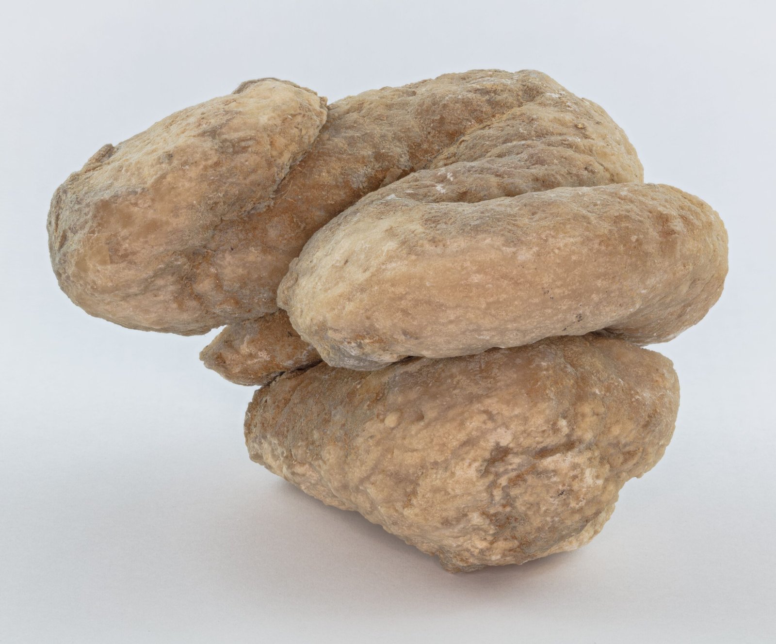 Coprolites and Climate Change Through the Ages (image credits: wikimedia)