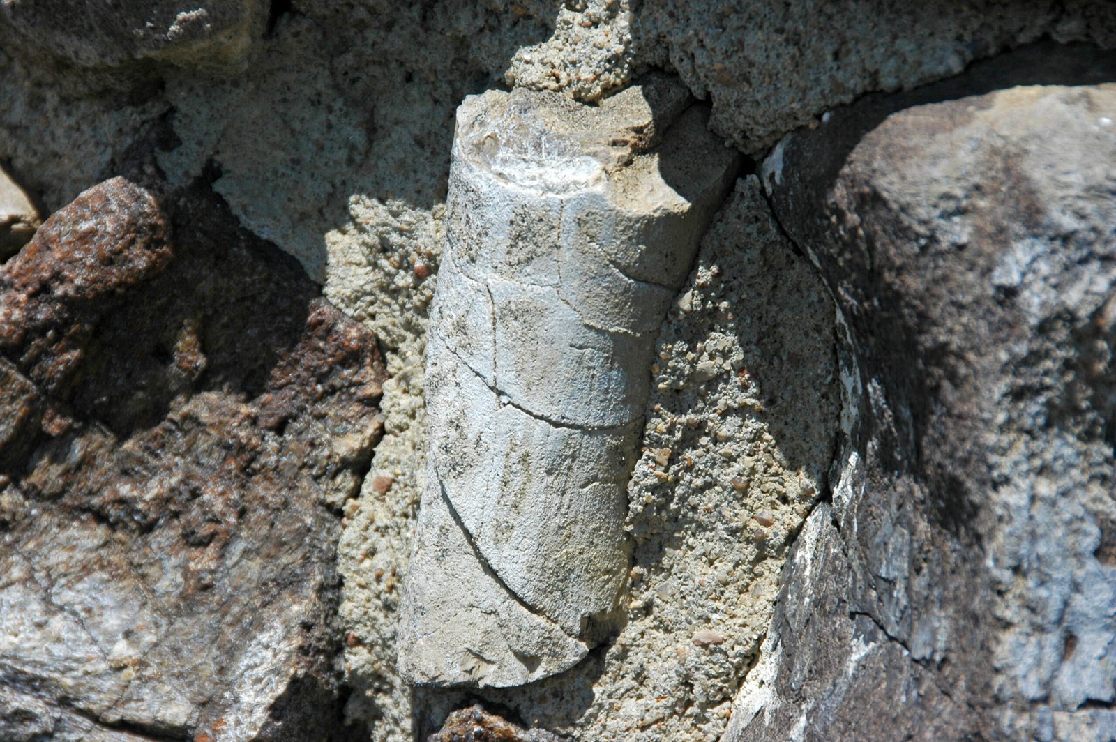 From Curiosity to Scientific Treasure (image credits: wikimedia)