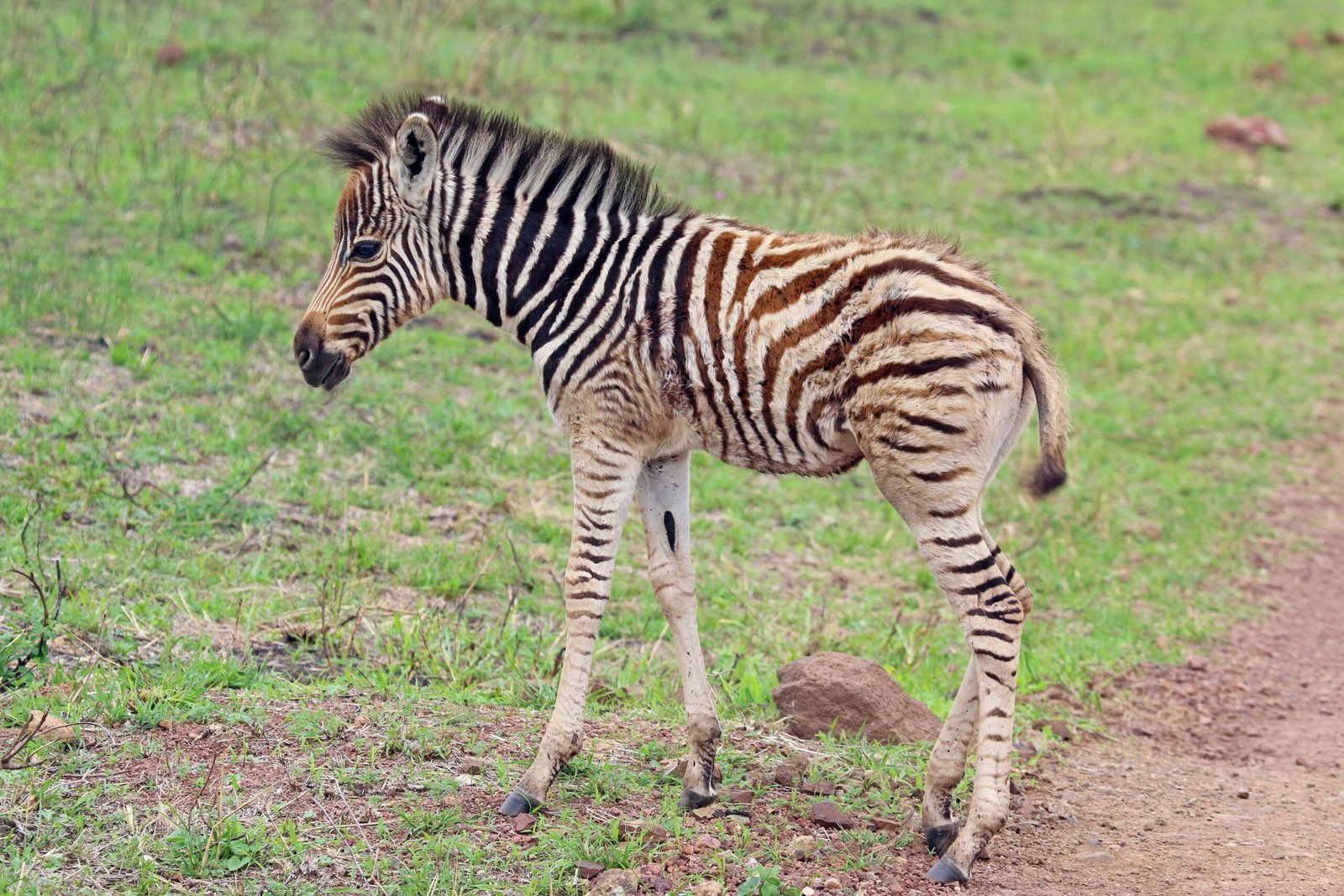 The Quagga: The Zebra That Wasn’t Quite (image credits: wikimedia)