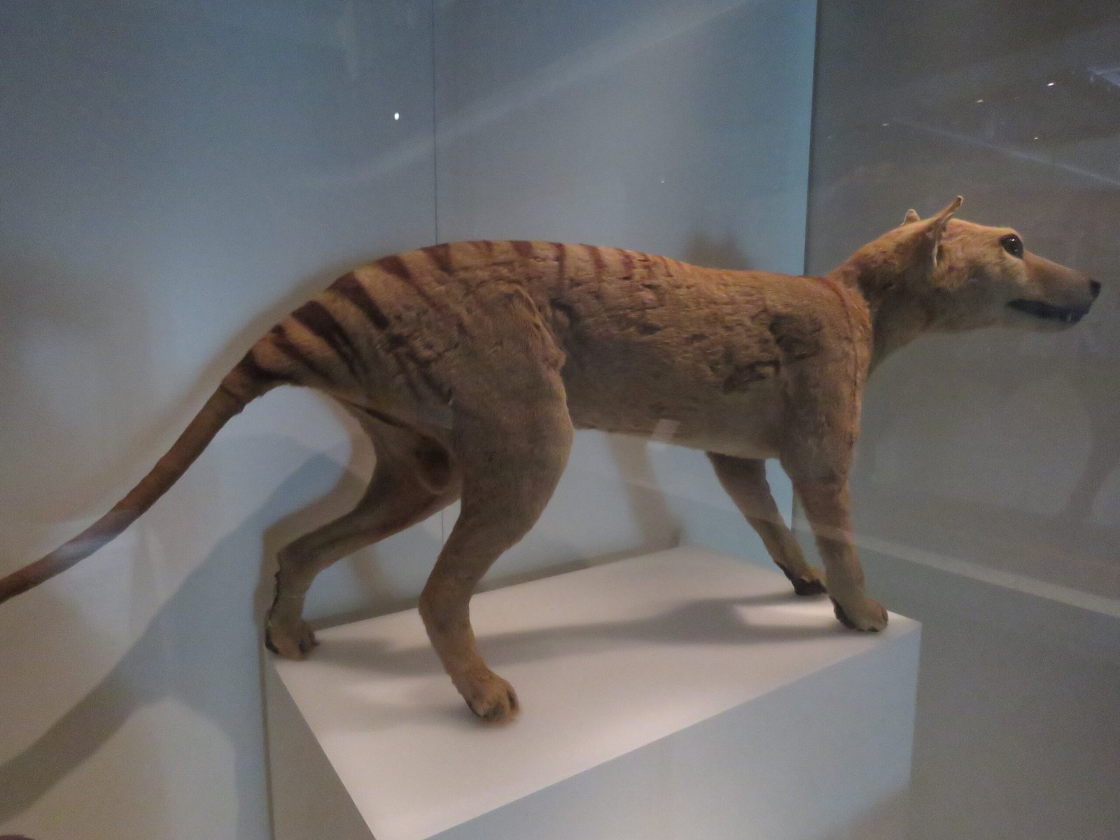 The Tasmanian Tiger: The Ghost in the Gallery (image credits: wikimedia)