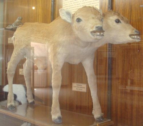 The Two-Headed Calf: Nature’s Rare Mistakes (image credits: wikimedia)