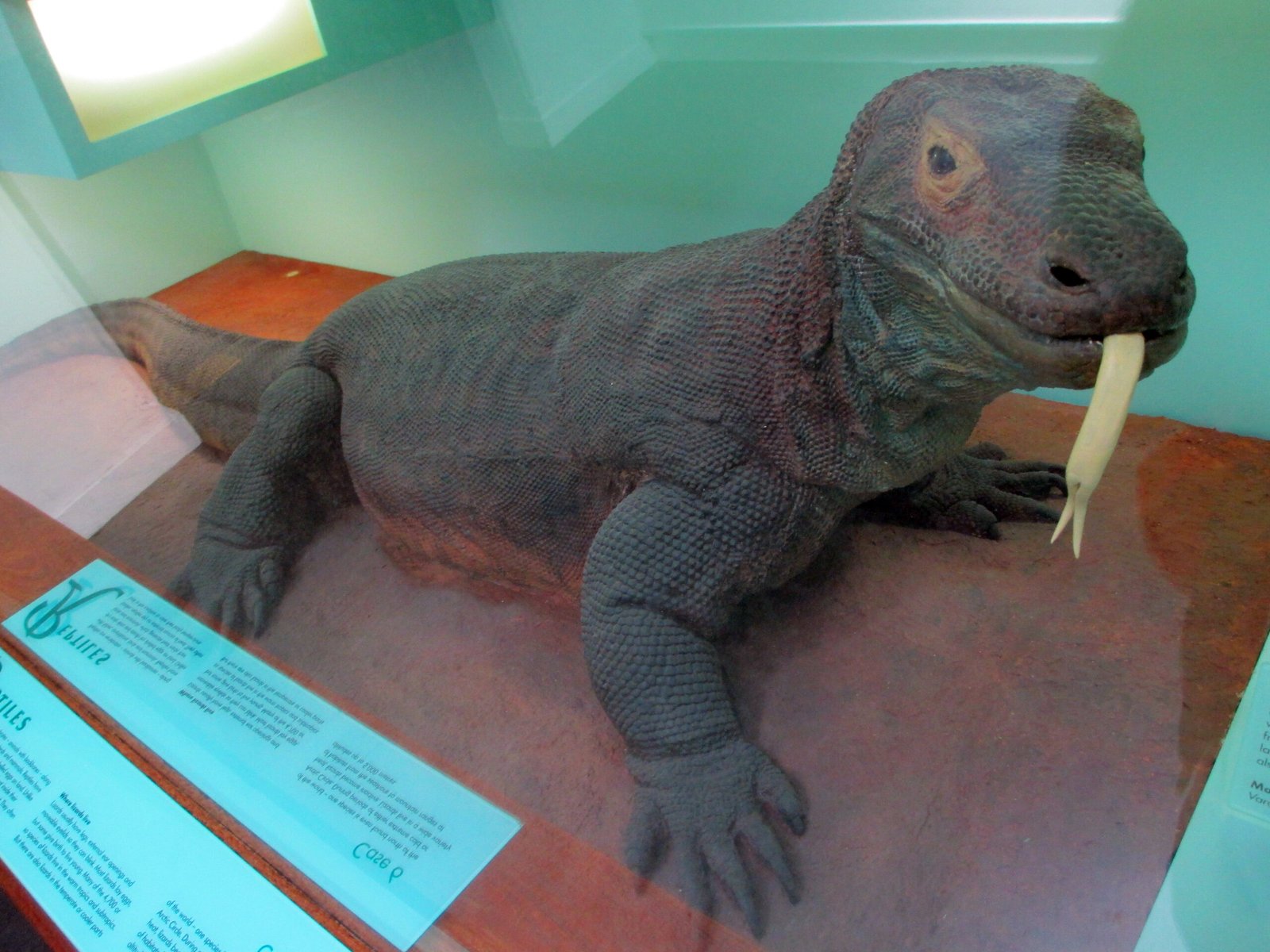 The Preserved Komodo Dragon: A Living Dinosaur (image credits: wikimedia)