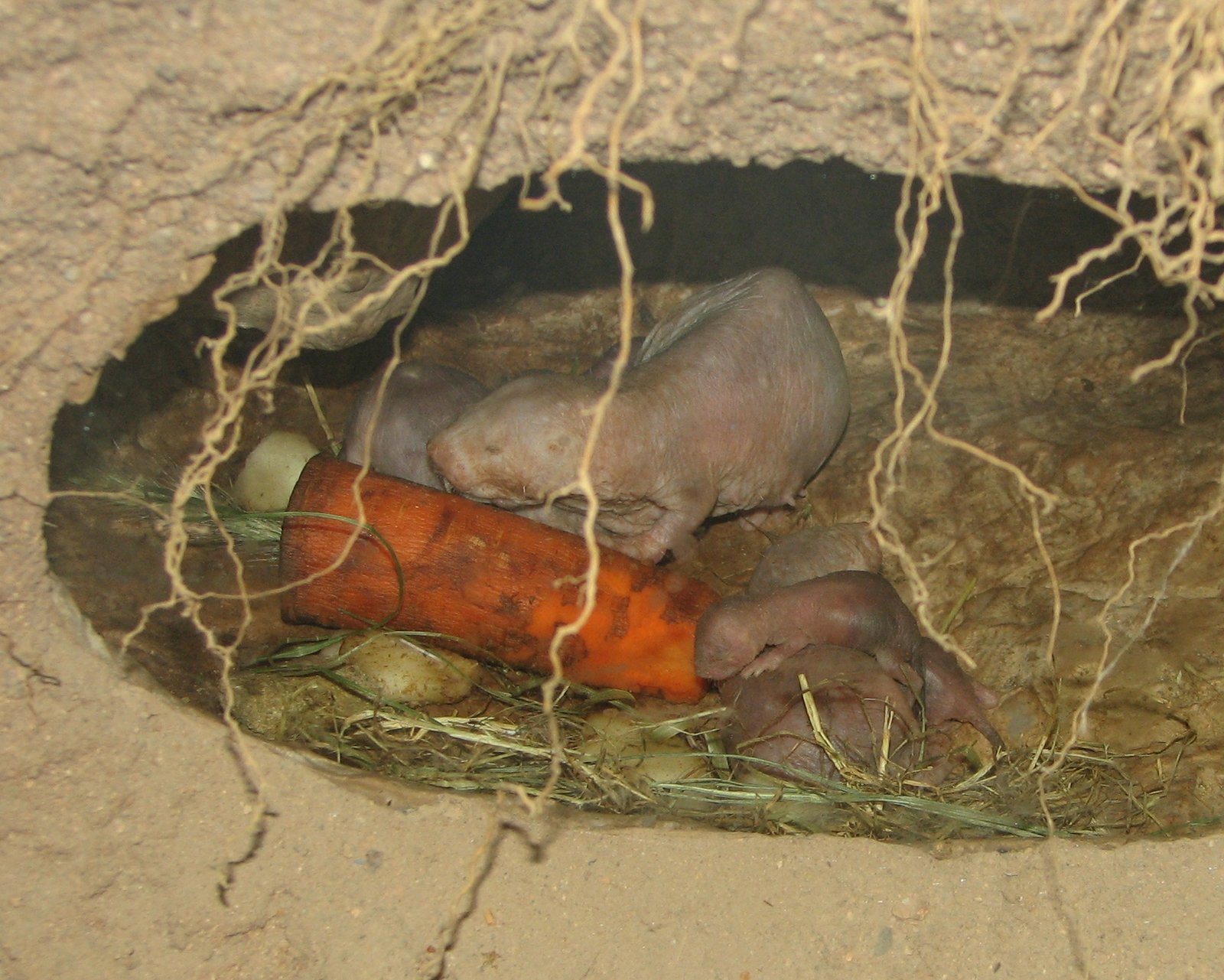 The Hairless Mole Rat: The Ultimate Survivor (image credits: wikimedia)