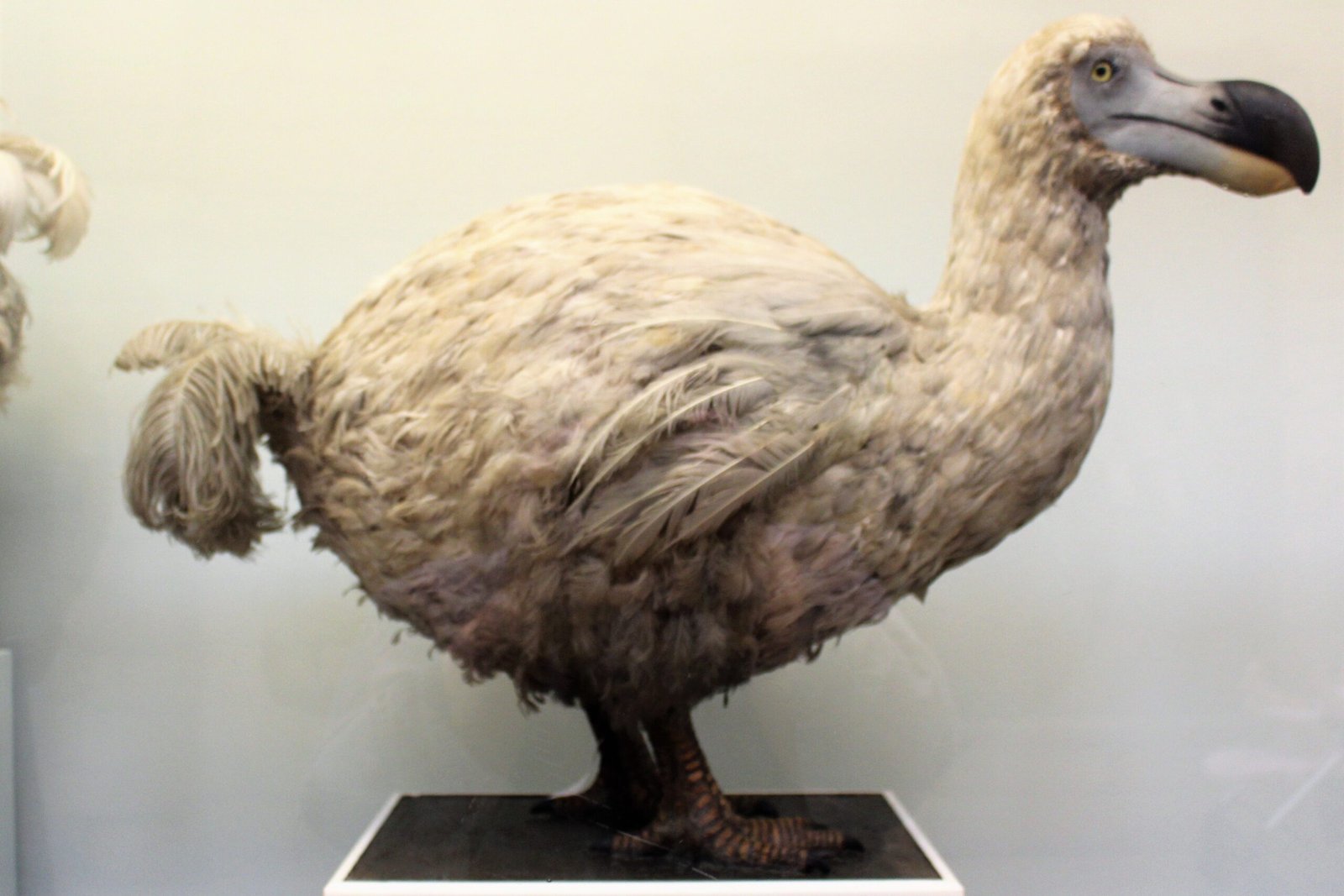 The Encased Dodo: The Bird That Mocked Extinction (image credits: wikimedia)