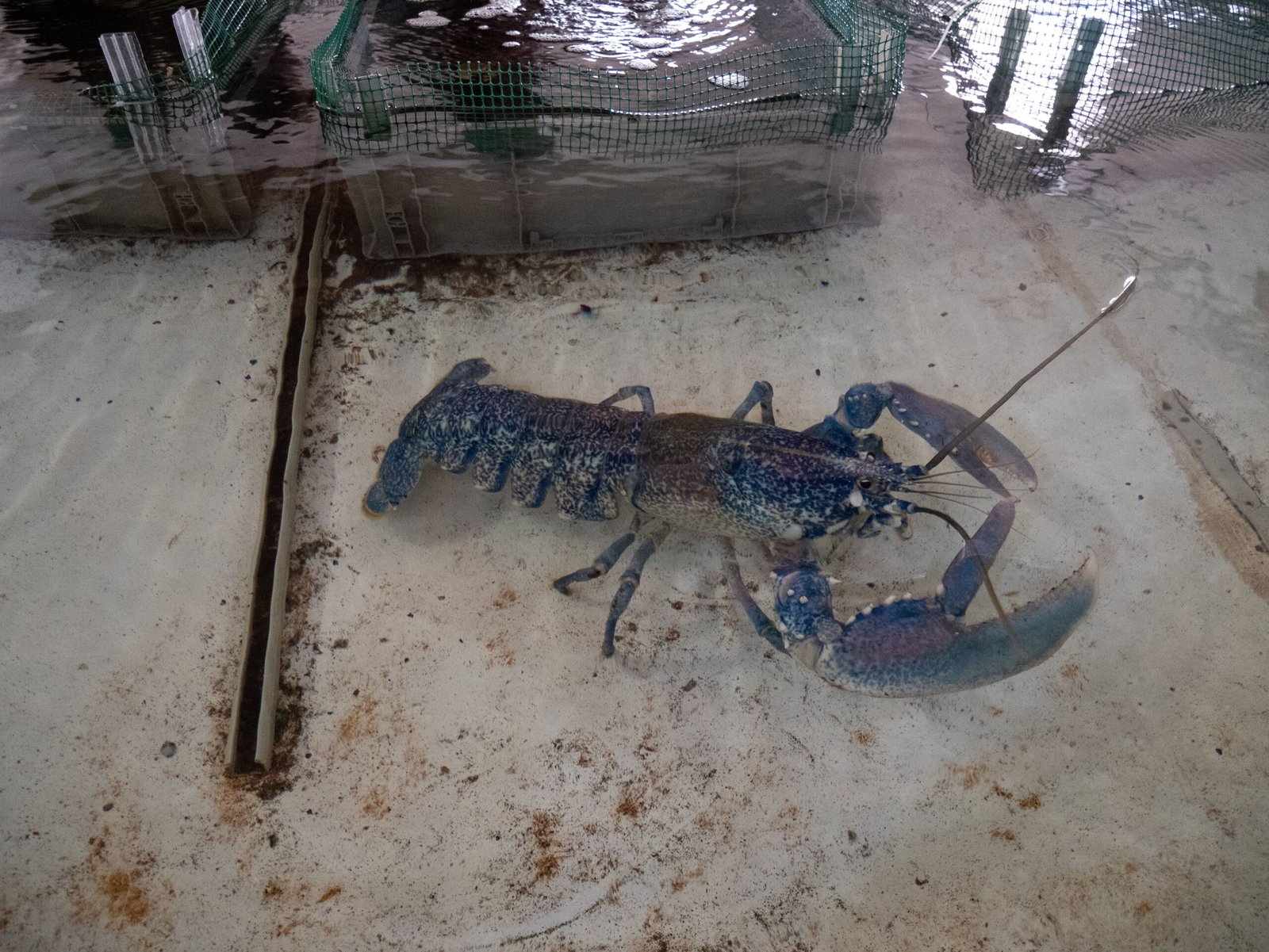 Why Do Some Creatures Age Differently? (image credits: wikimedia)