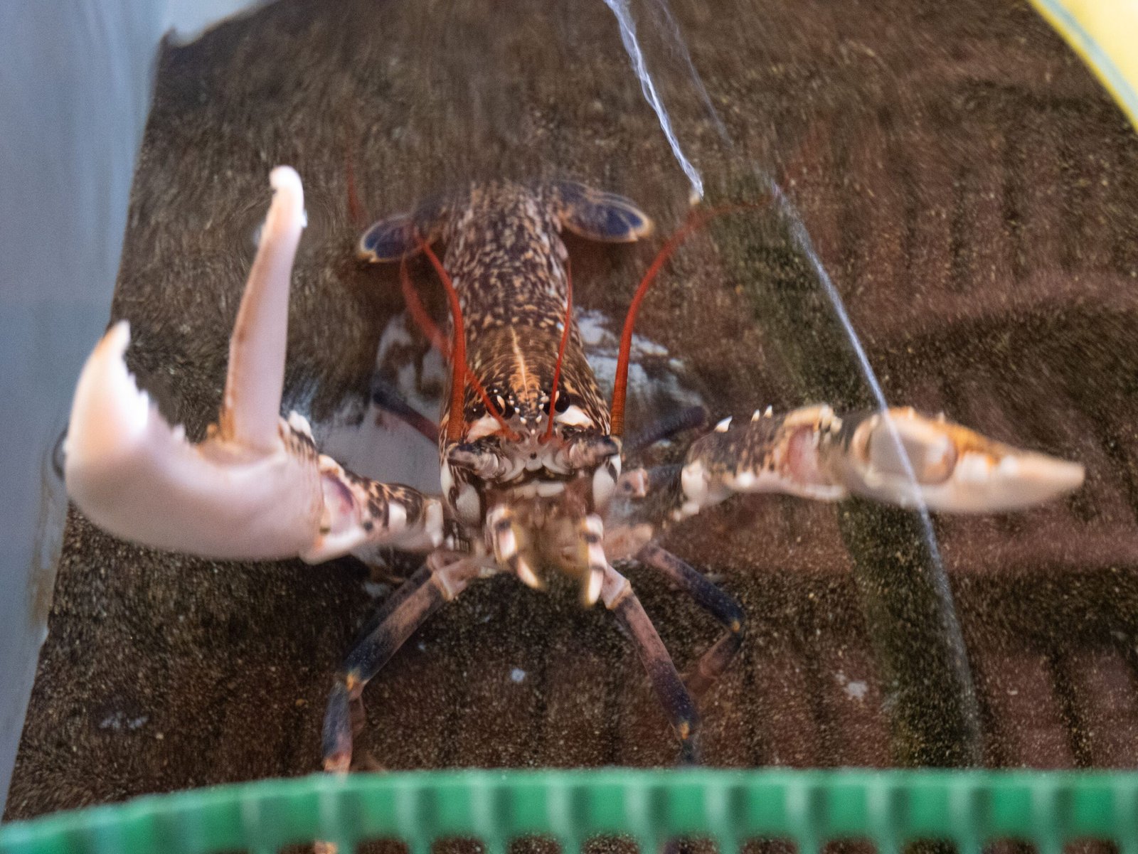 Environmental Adaptations: Lessons from the Deep (image credits: wikimedia)