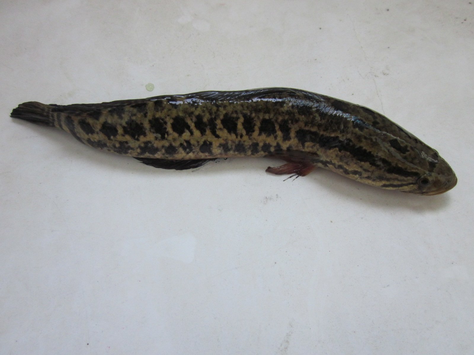 A Monster Among Us: The Northern Snakehead’s Arrival (image credits: wikimedia)