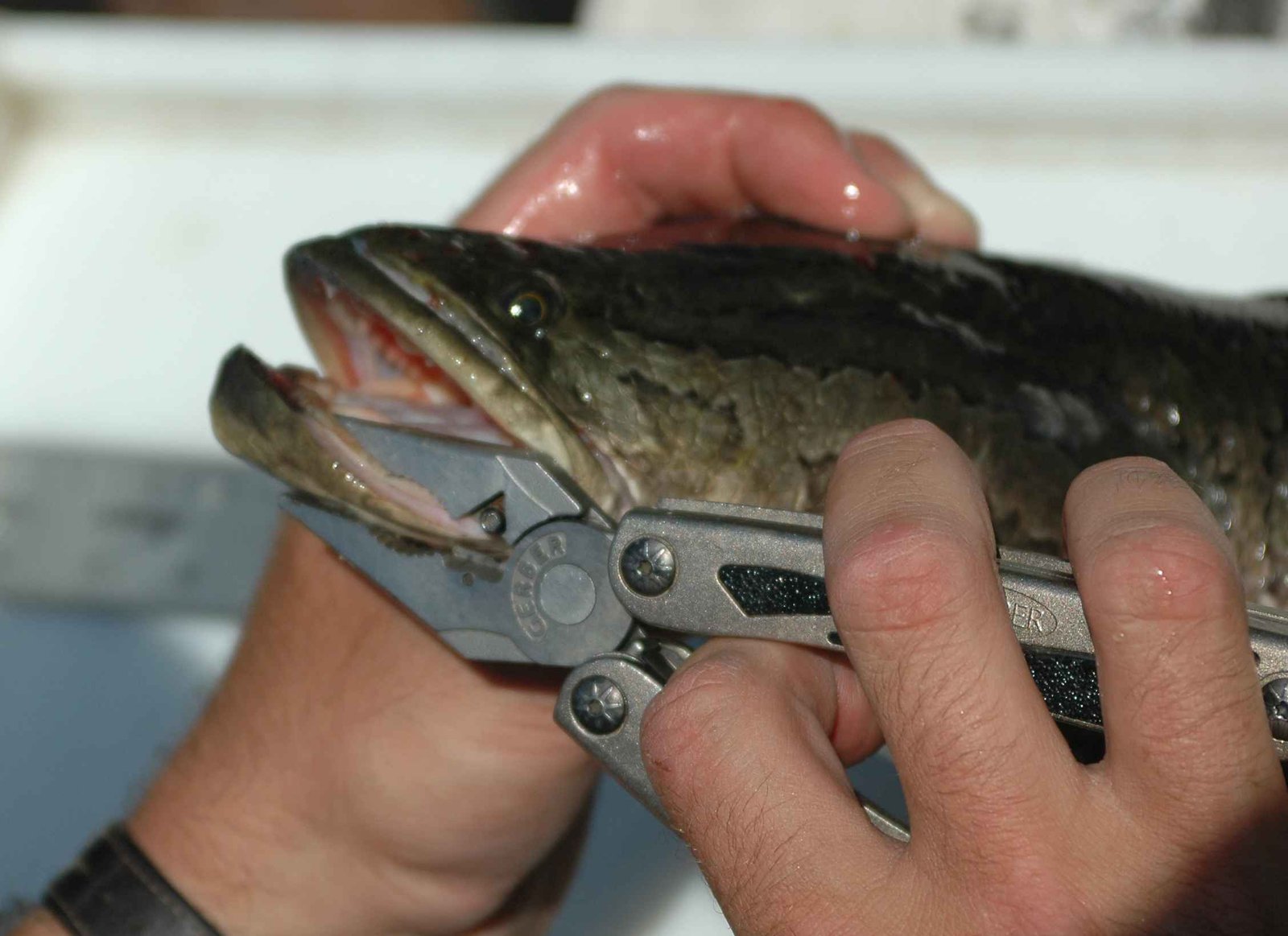 Why Is This Fish So Strange? (image credits: wikimedia)